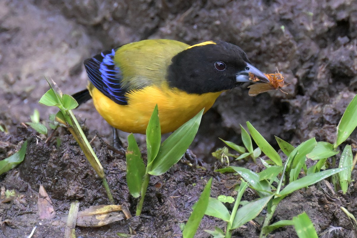 Black-chinned Mountain Tanager - ML617362376