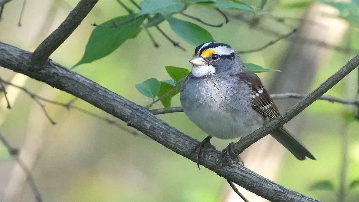 White-throated Sparrow - ML617362432