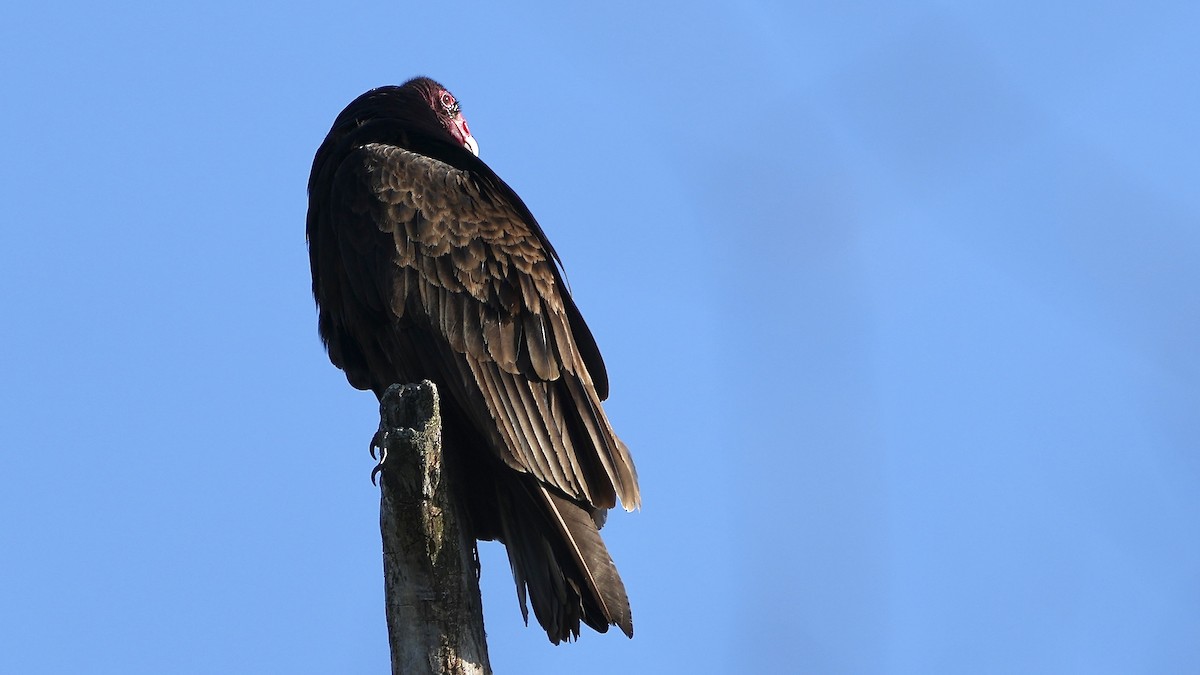 Turkey Vulture - ML617362452