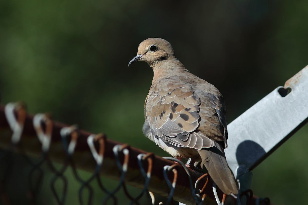 Mourning Dove - Vince Capp