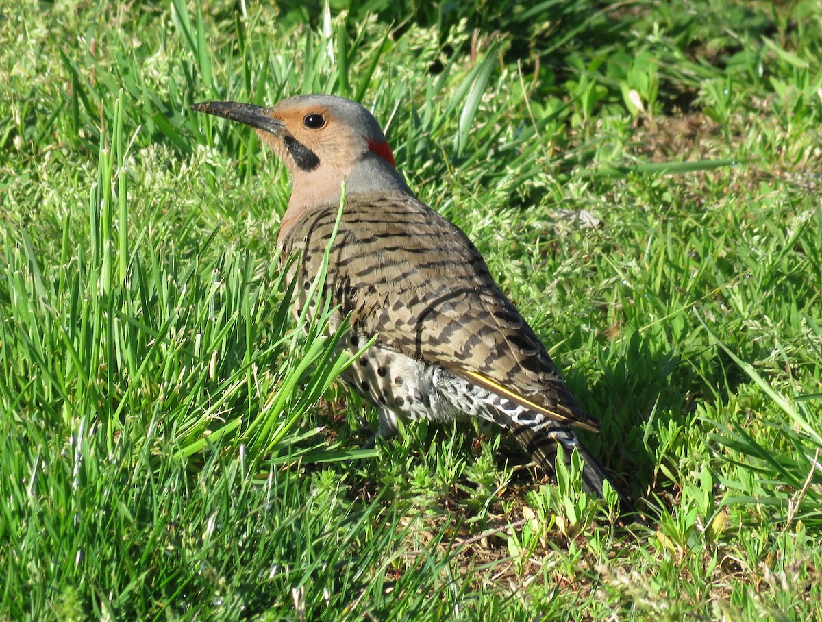 Northern Flicker (Yellow-shafted) - ML617362593