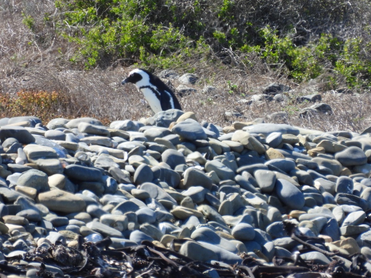 Pingüino de El Cabo - ML617362872