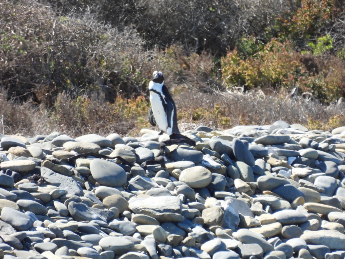 Pingüino de El Cabo - ML617362873