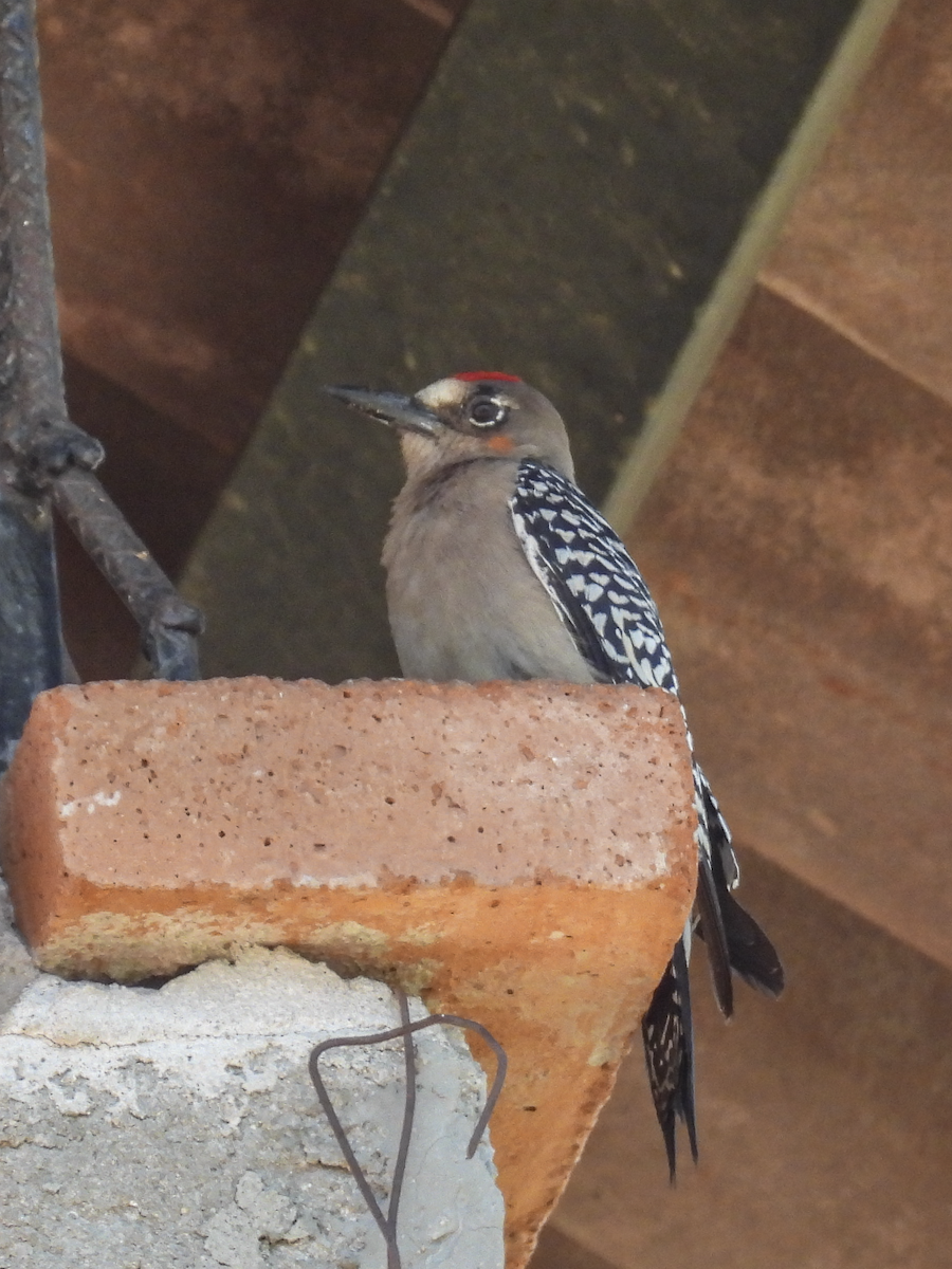 Gray-breasted Woodpecker - ML617362993