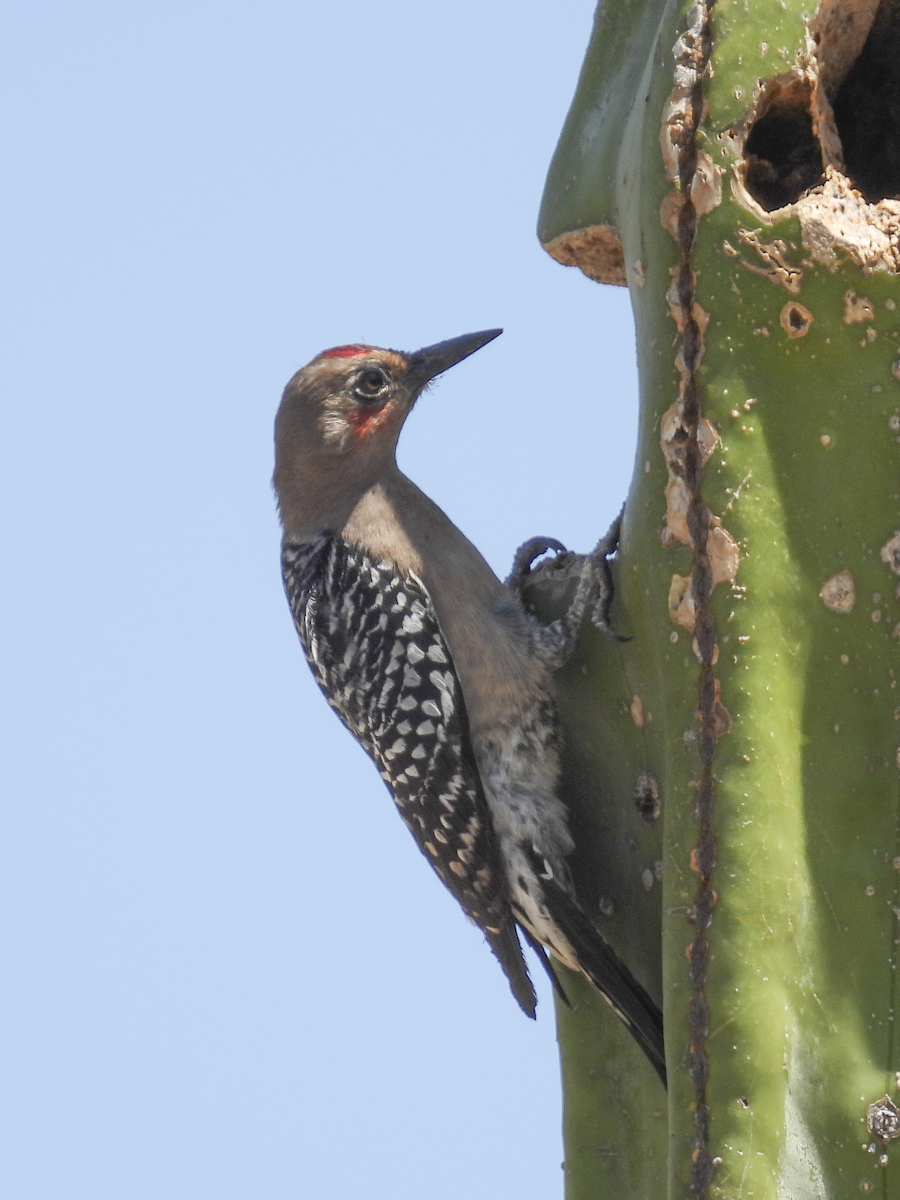 Gray-breasted Woodpecker - ML617362996