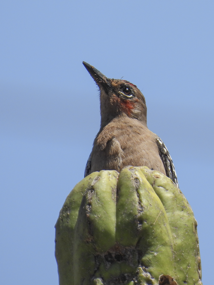 Gray-breasted Woodpecker - ML617363006