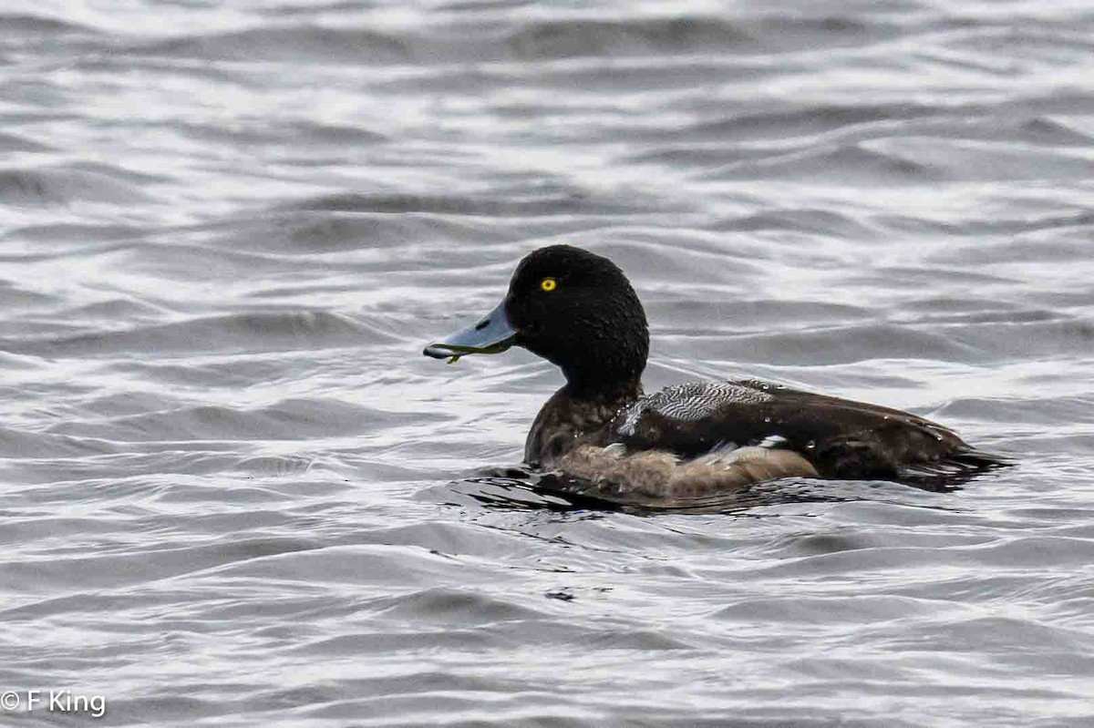 Greater Scaup - ML617363029