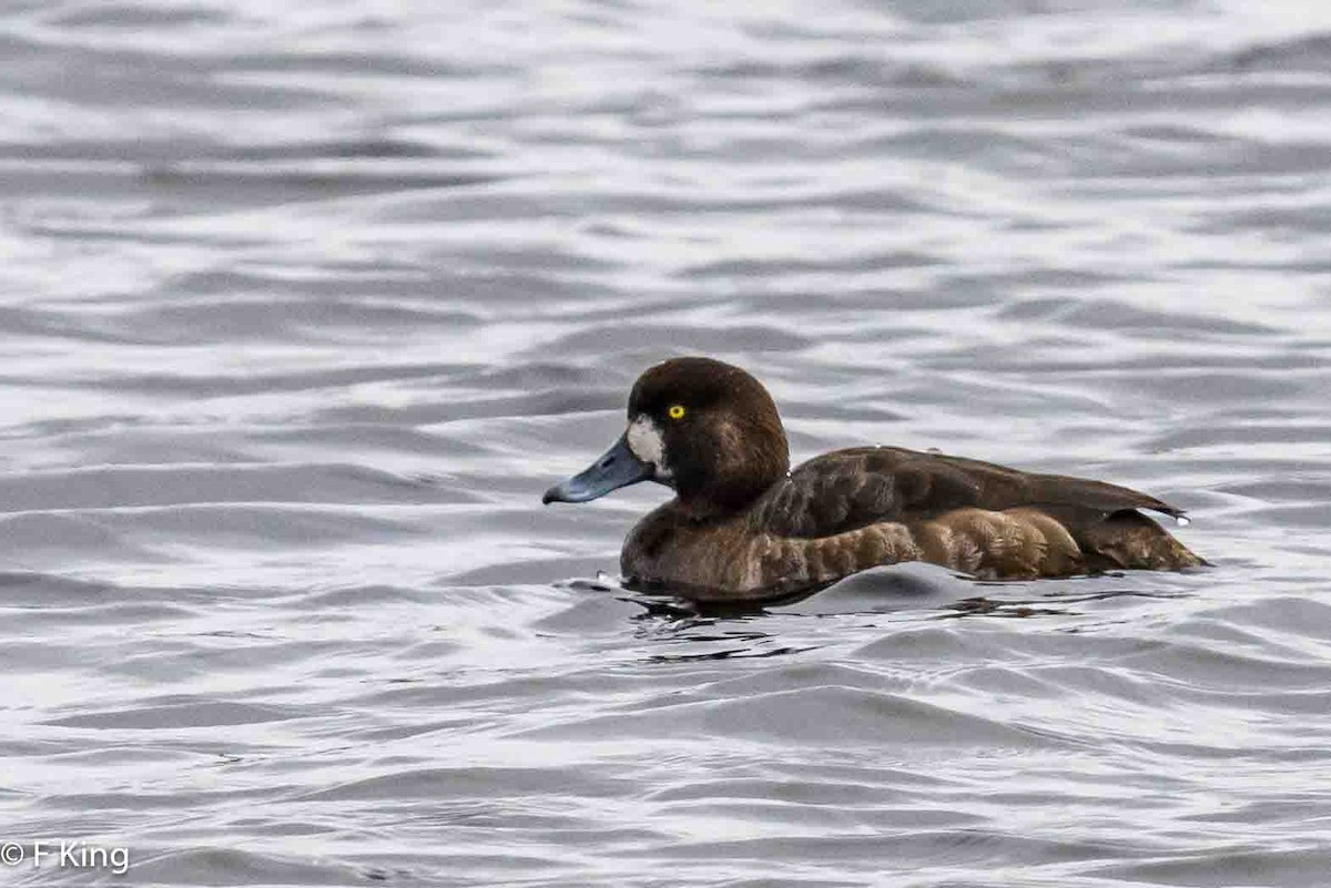 Greater Scaup - ML617363030