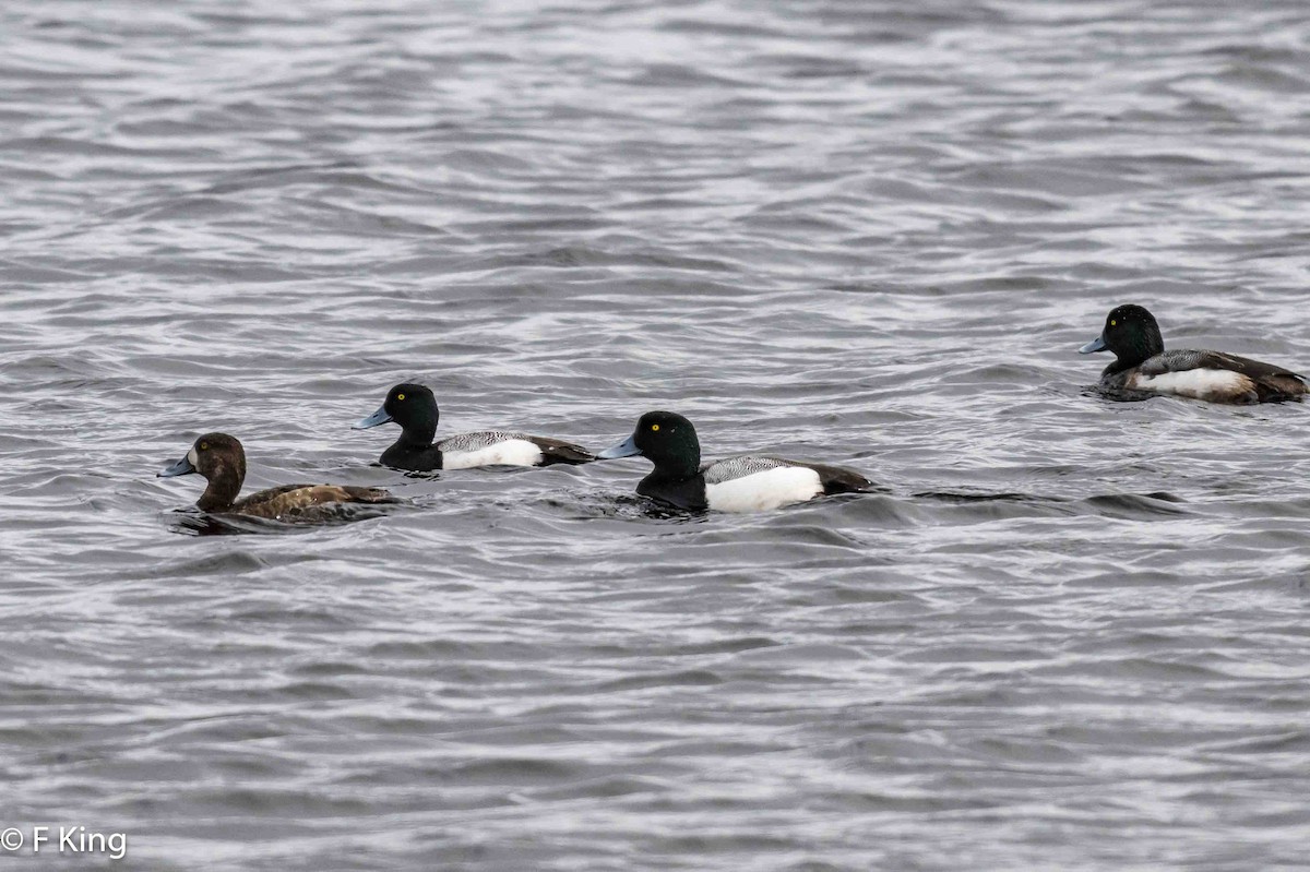 Greater Scaup - ML617363031