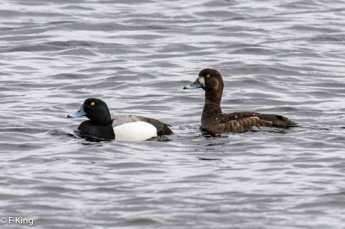 Greater Scaup - ML617363032
