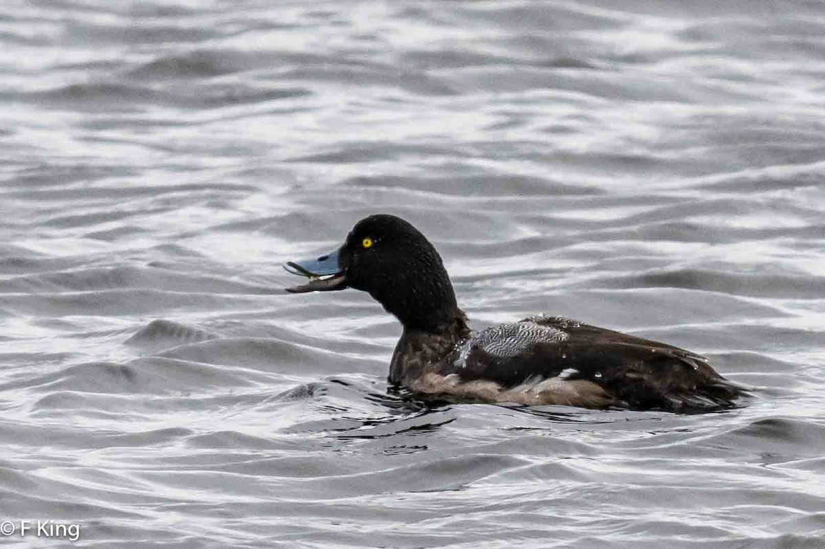 Greater Scaup - ML617363033