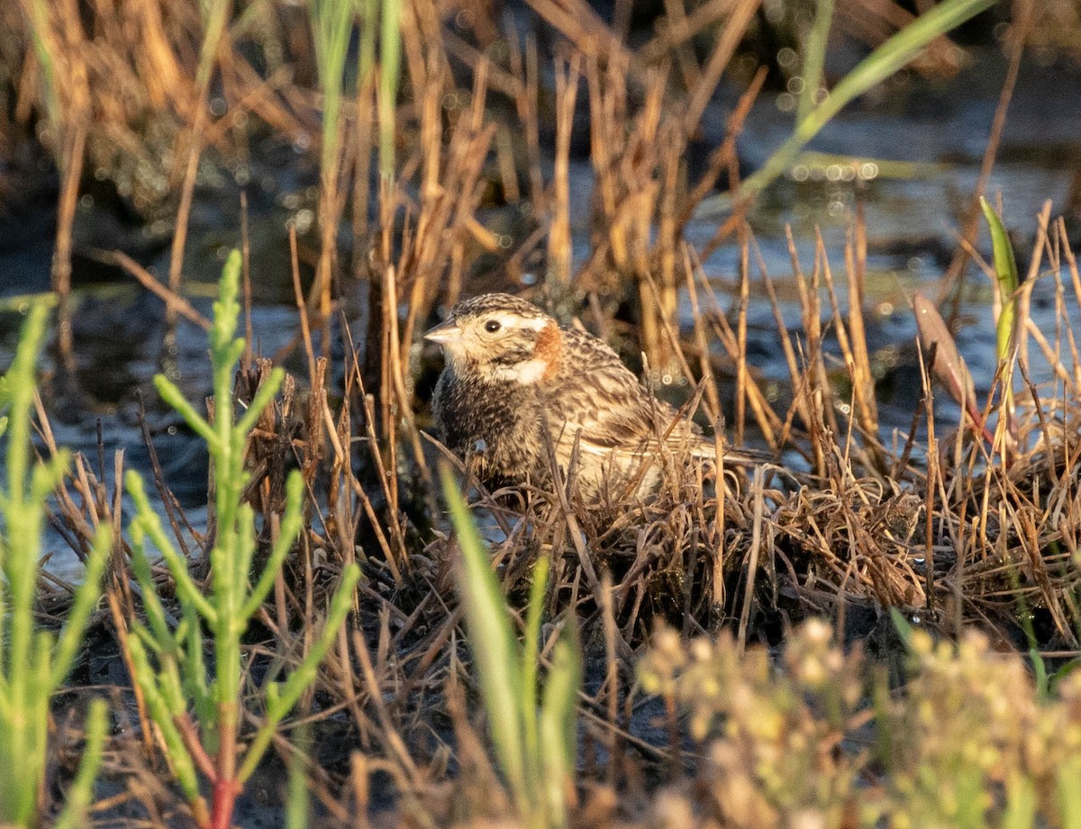 eBird Checklist 14 Apr 2024 Yacht Basin Rd., Bolivar 7 species