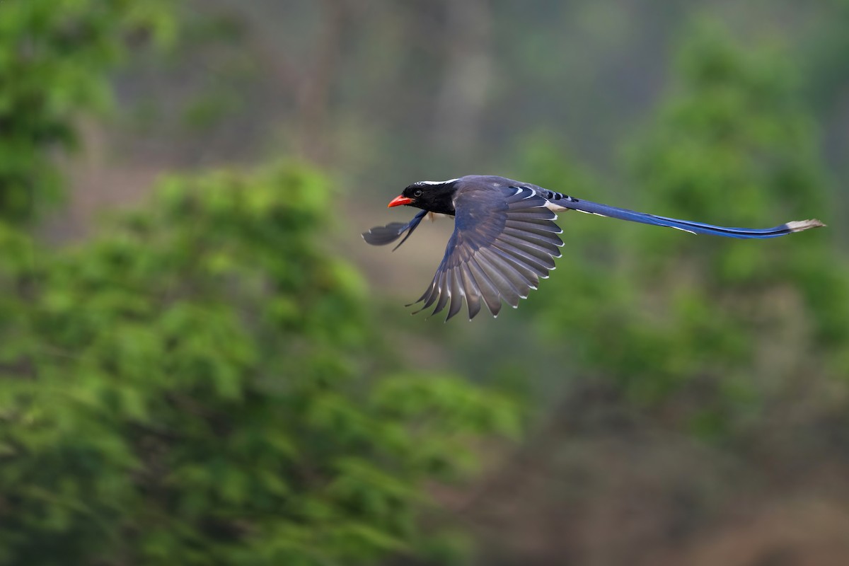 Red-billed Blue-Magpie - Deepak Budhathoki 🦉