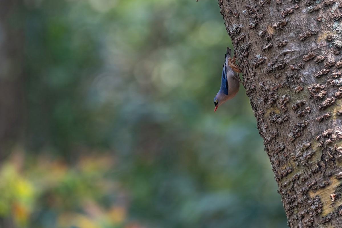 Velvet-fronted Nuthatch - ML617363127