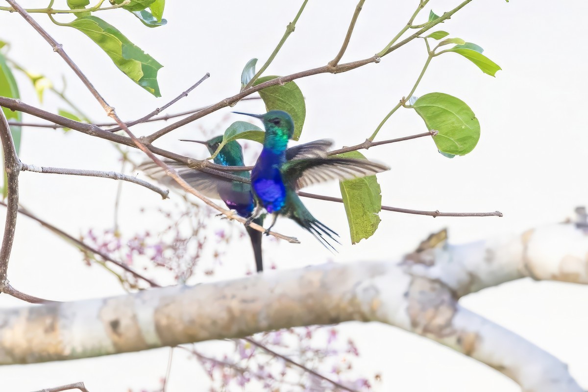 Violet-bellied Hummingbird - ML617363163