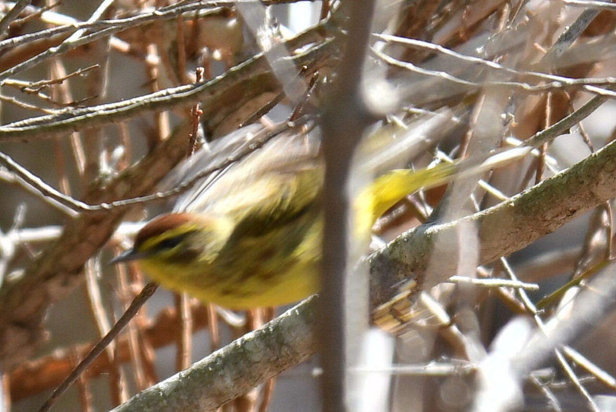 Palm Warbler - Anonymous User