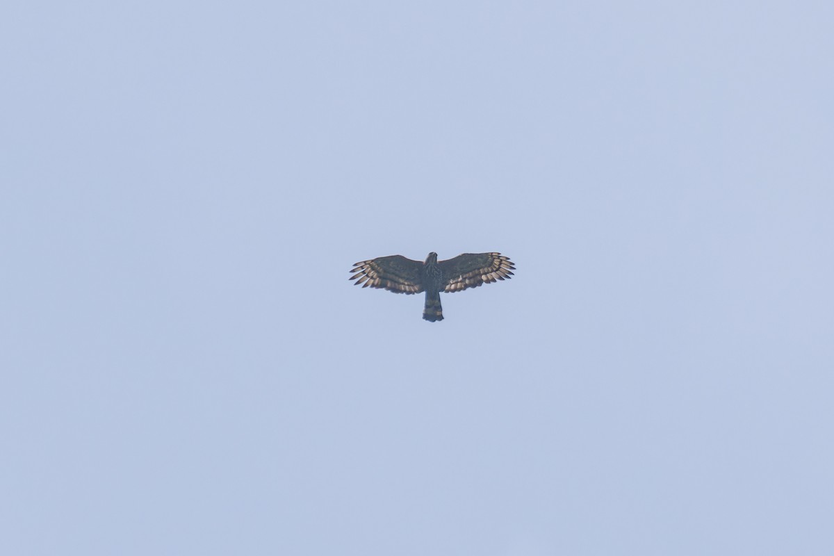 Wallace's Hawk-Eagle - Wich’yanan Limparungpatthanakij