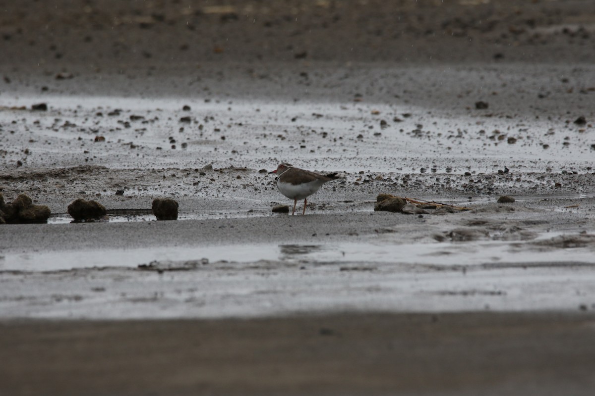 Three-banded Plover - ML617363288