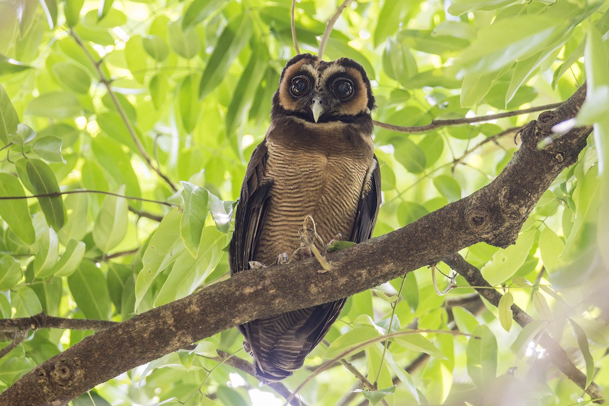 Brown Wood-Owl (Brown) - ML617363297