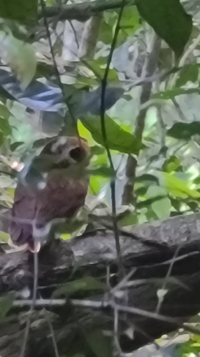 Puerto Rican Owl - ML617363324