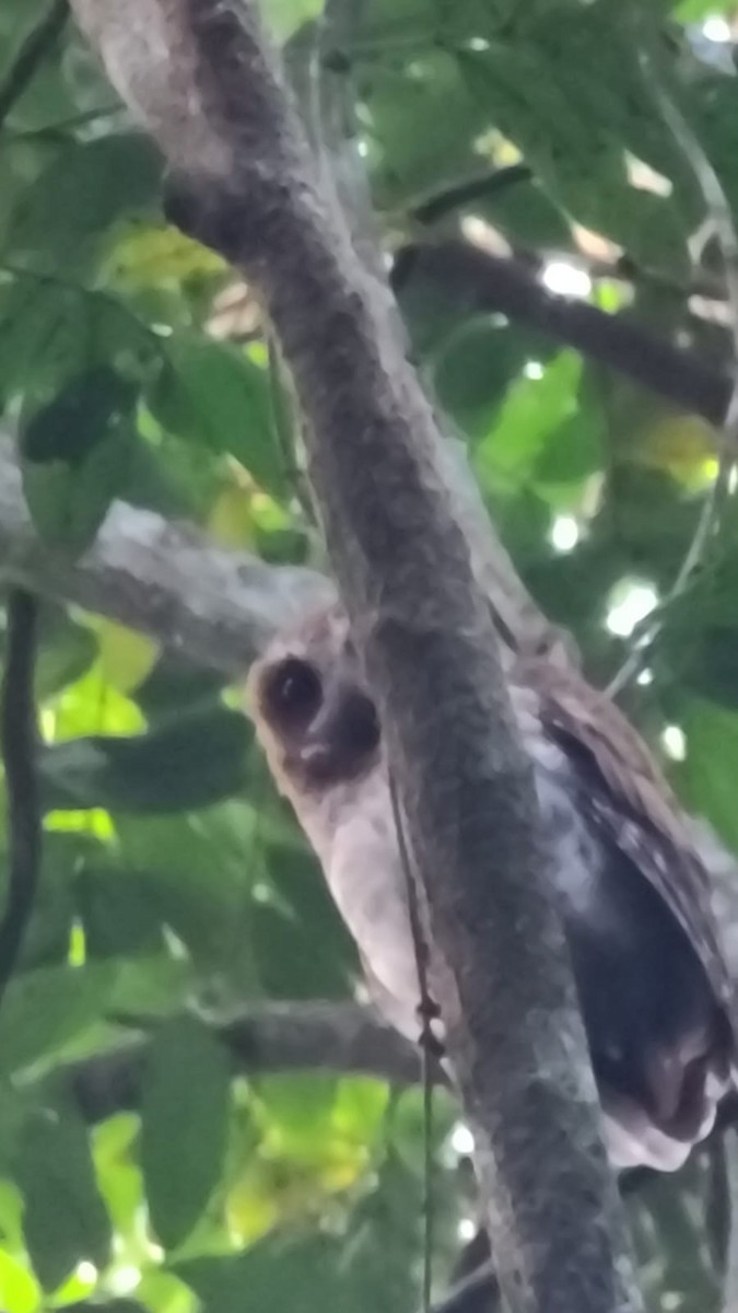 Puerto Rican Owl - ML617363326