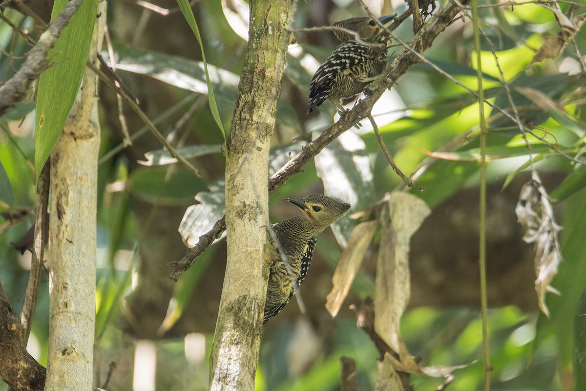 Buff-rumped Woodpecker - Wich’yanan Limparungpatthanakij