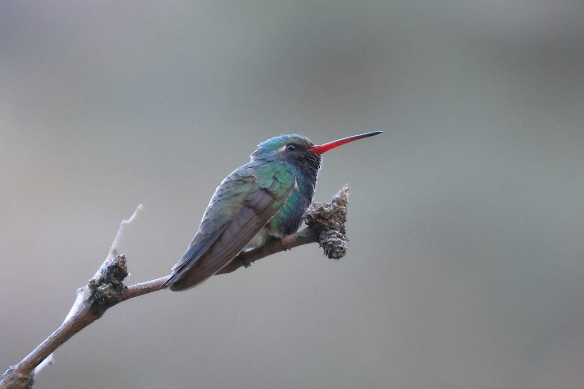 Broad-billed Hummingbird - David Nelson