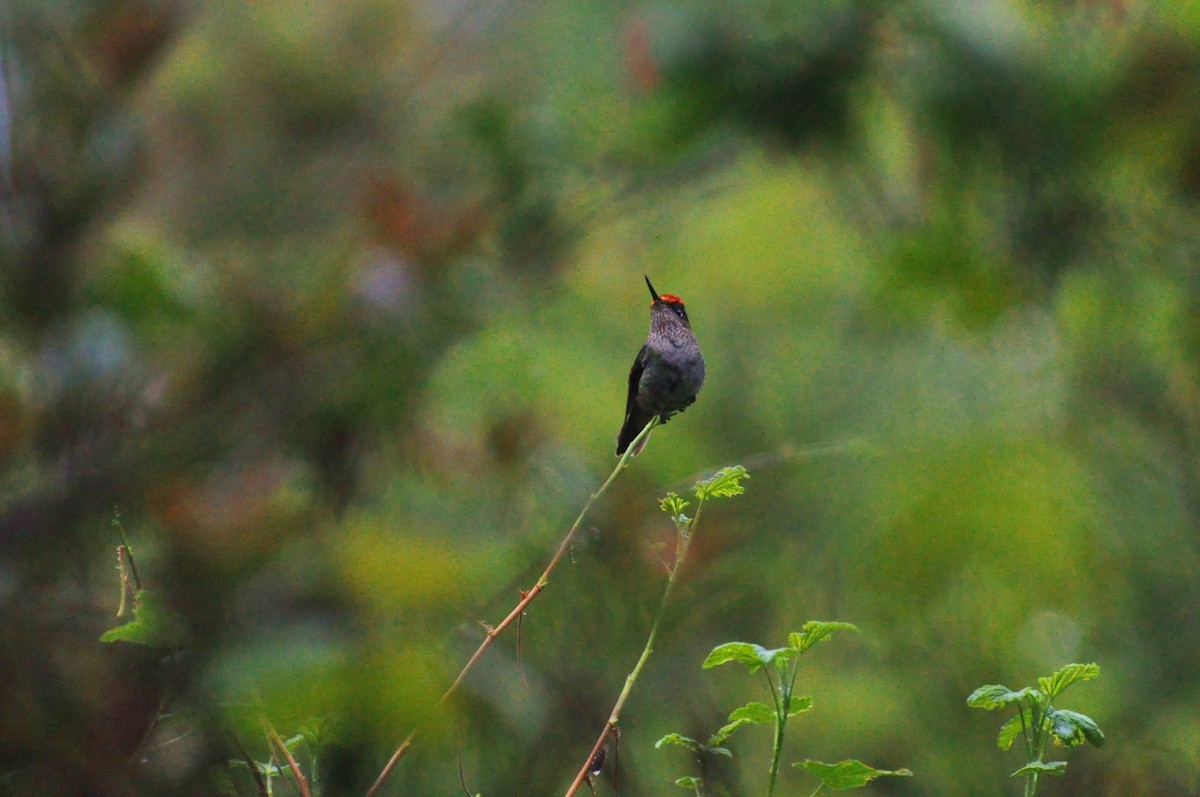 Green-backed Firecrown - ML617363448