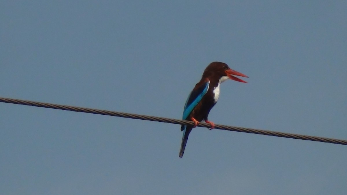 White-throated Kingfisher - Sudha Parimala