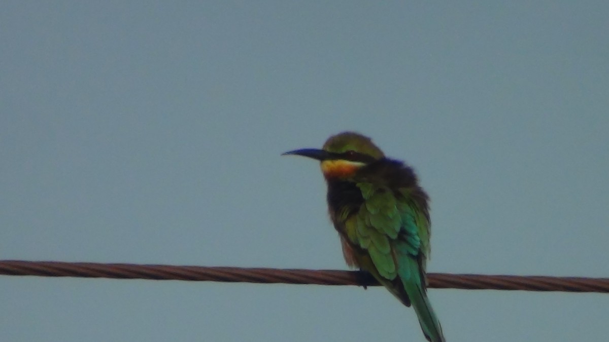 Blue-tailed Bee-eater - Sudha Parimala