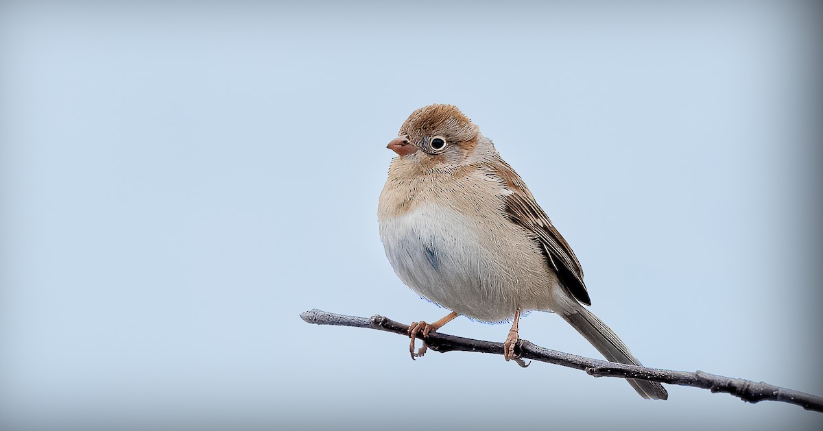 Field Sparrow - ML617363572