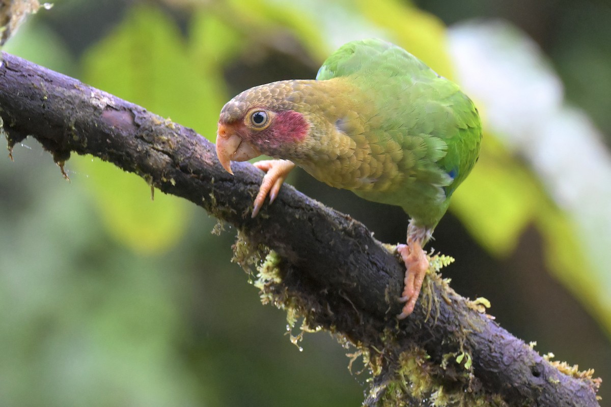 Rose-faced Parrot - Guy Lafond