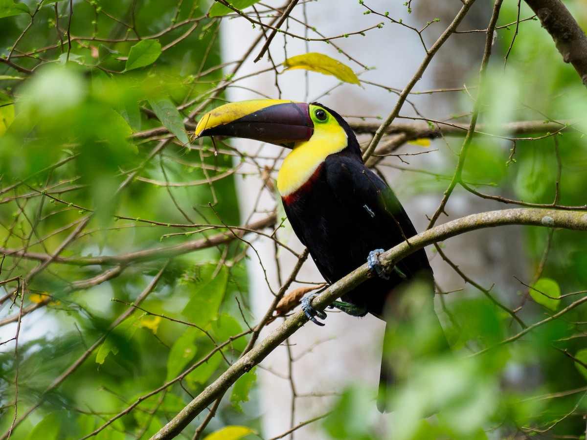 Yellow-throated Toucan - Michele Kelly