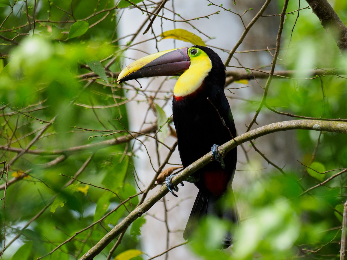 Yellow-throated Toucan - Michele Kelly