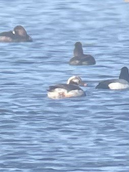 Long-tailed Duck - ML617364028