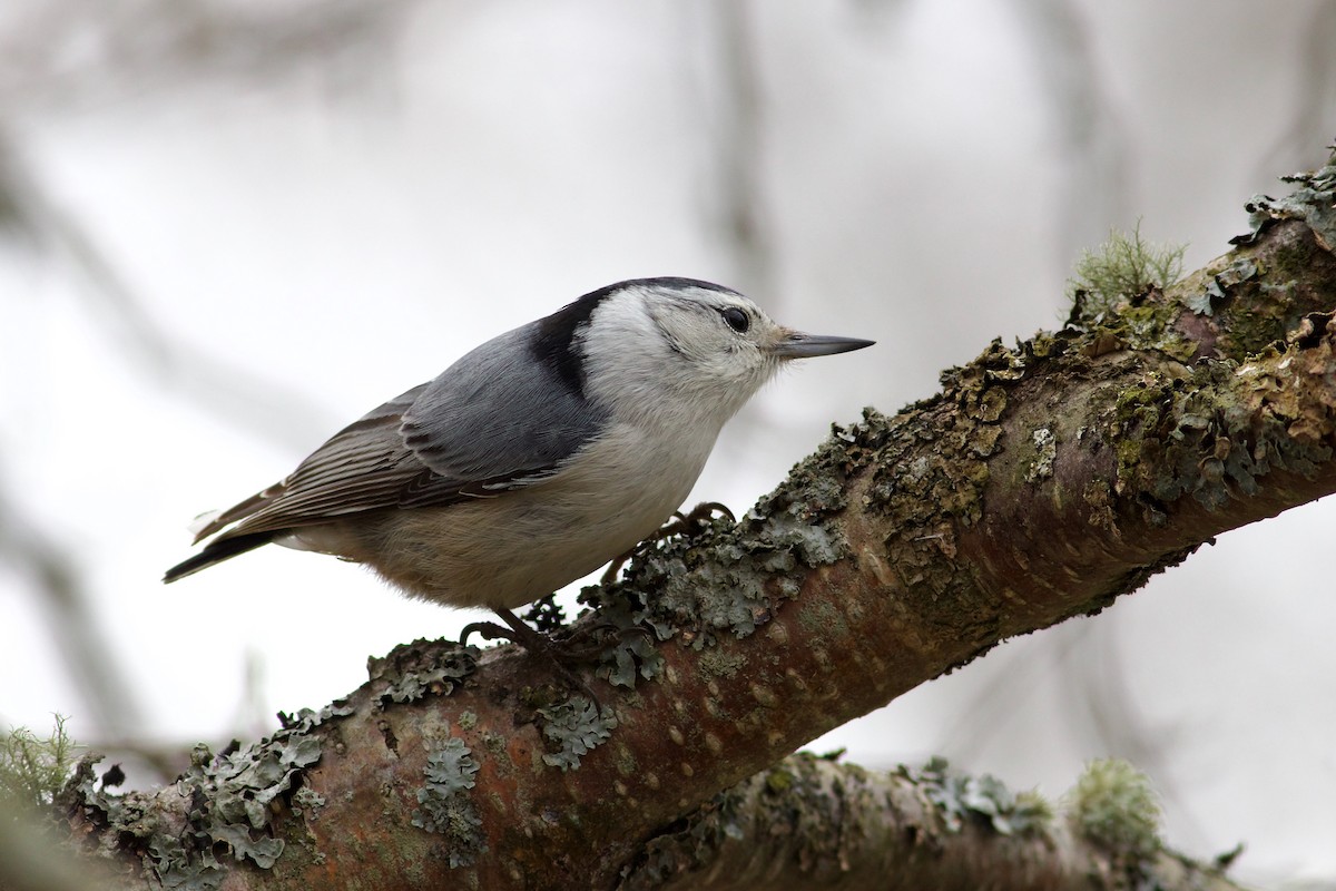 White-breasted Nuthatch - ML617364038