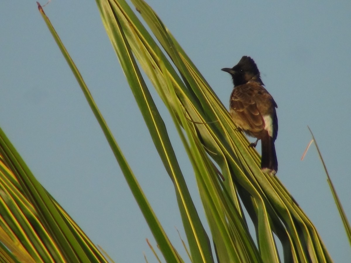 Red-vented Bulbul - ML617364050