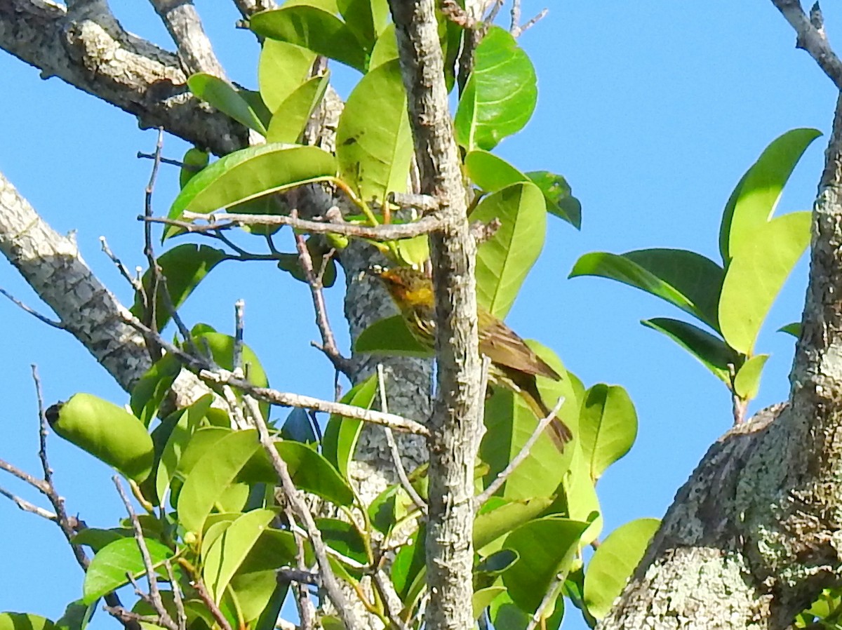 Cape May Warbler - ML617364083