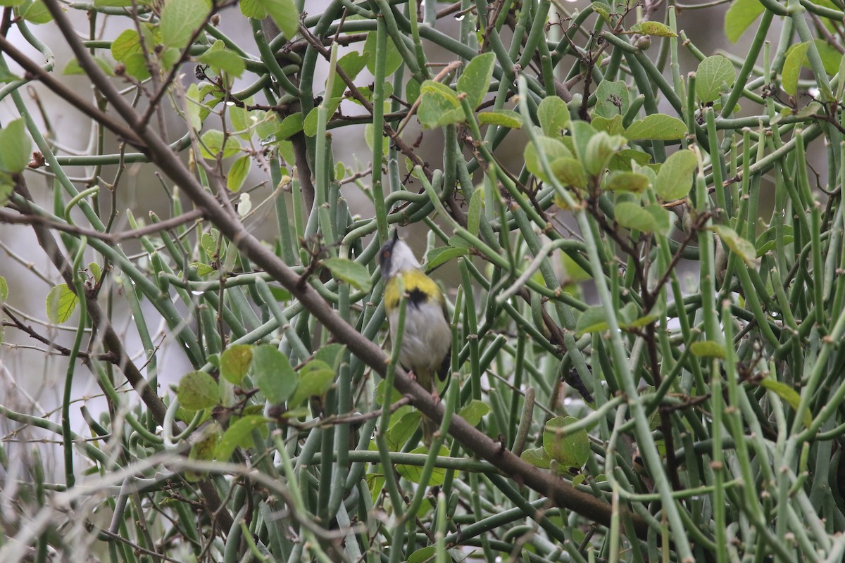 Yellow-breasted Apalis - ML617364146