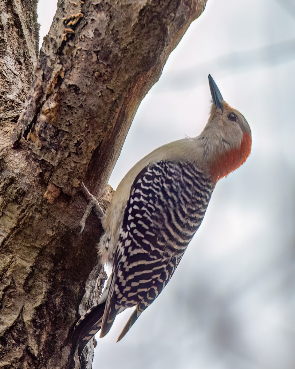 Red-bellied Woodpecker - ML617364197