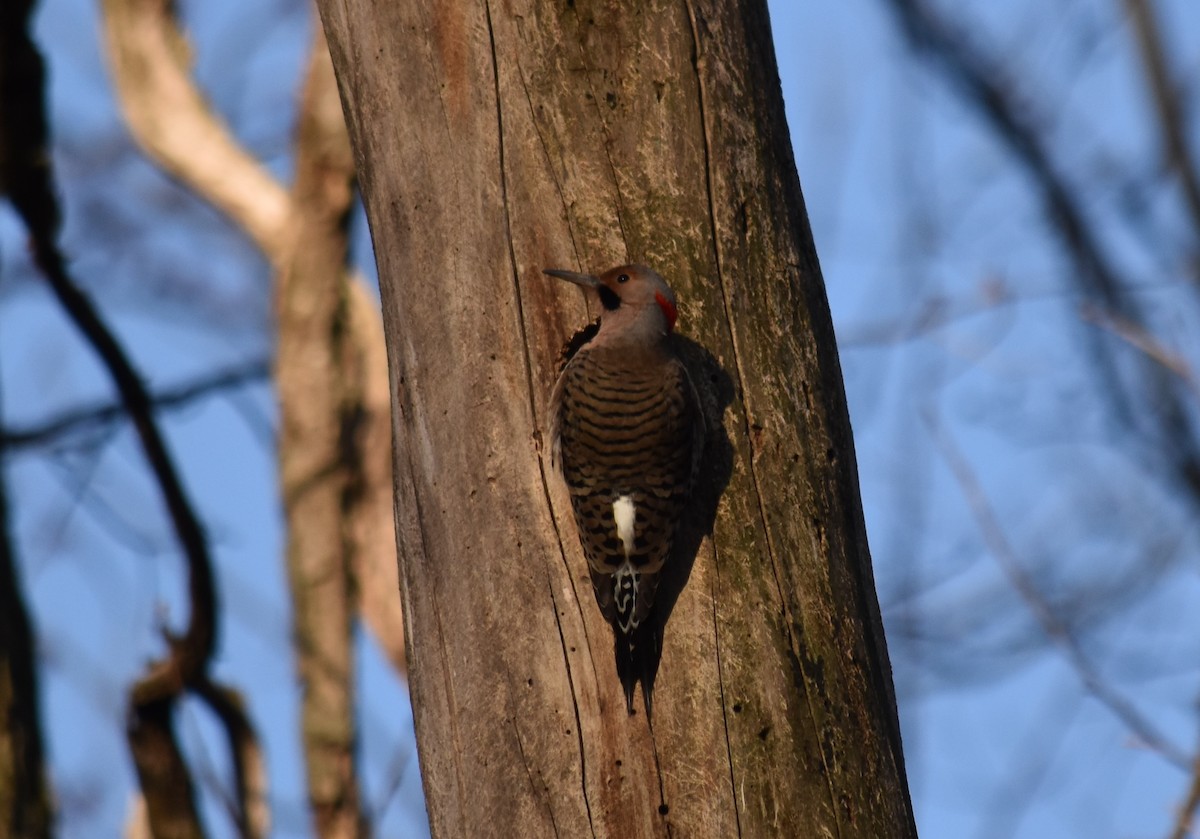 Northern Flicker (Yellow-shafted) - ML617364216