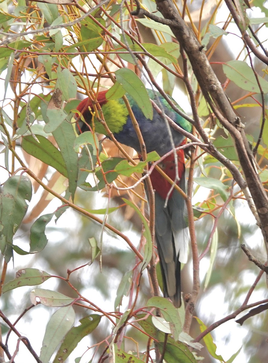 Red-capped Parrot - ML617364246