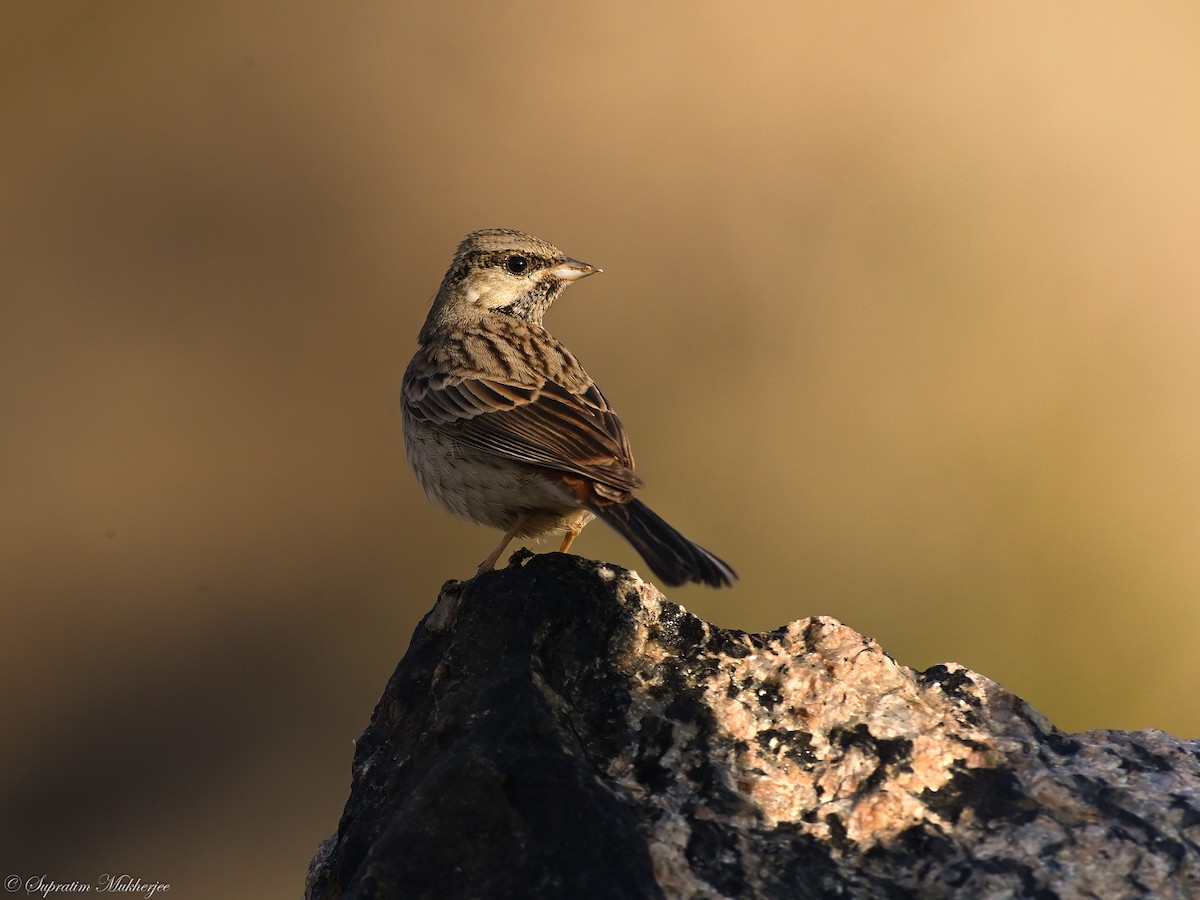 White-capped Bunting - ML617364264