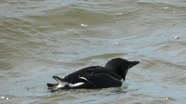 Thick-billed Murre - ML617364289