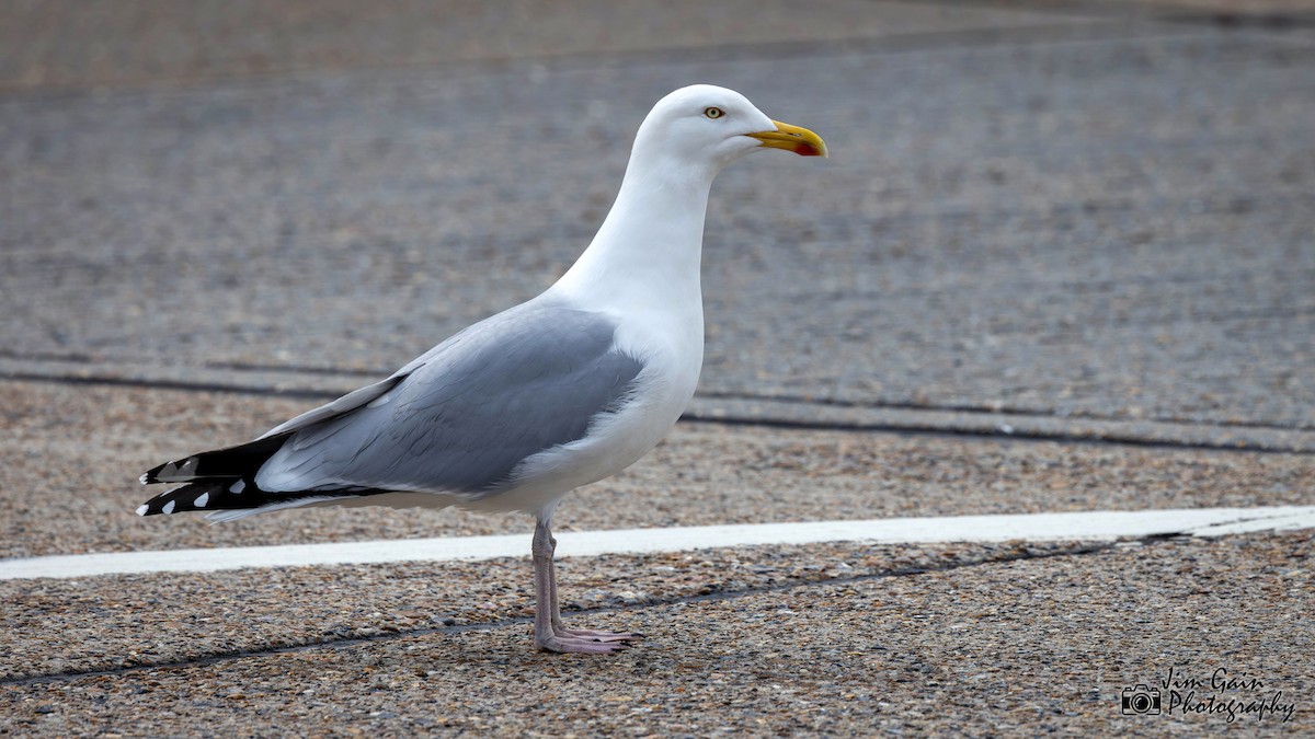 Herring Gull (European) - ML617364474