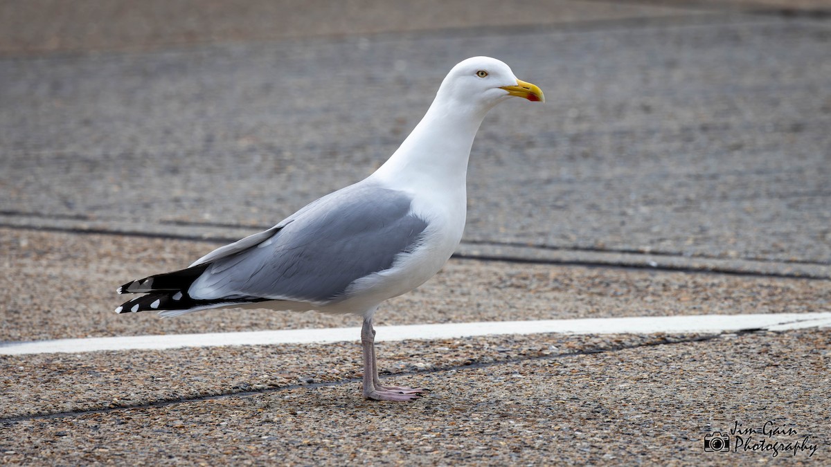 Herring Gull (European) - ML617364475