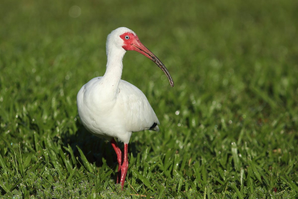 ibis bílý - ML617364477