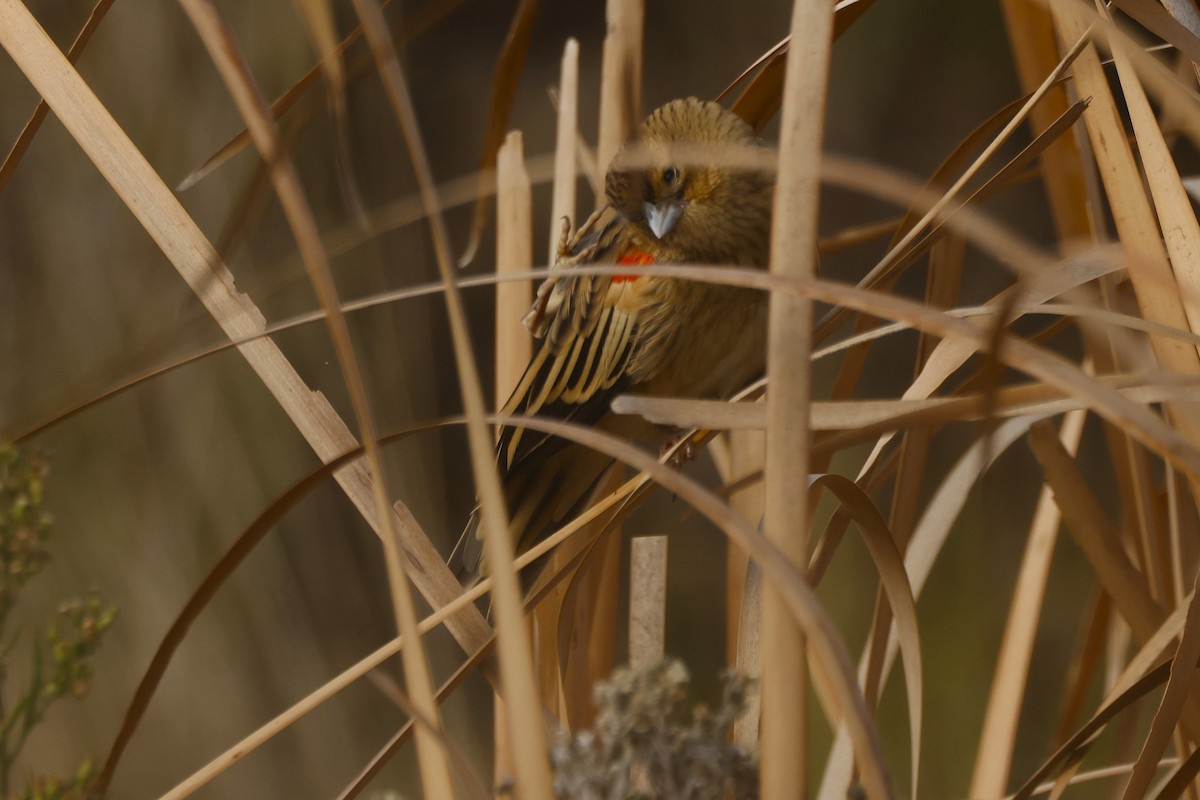 Long-tailed Widowbird - ML617364501