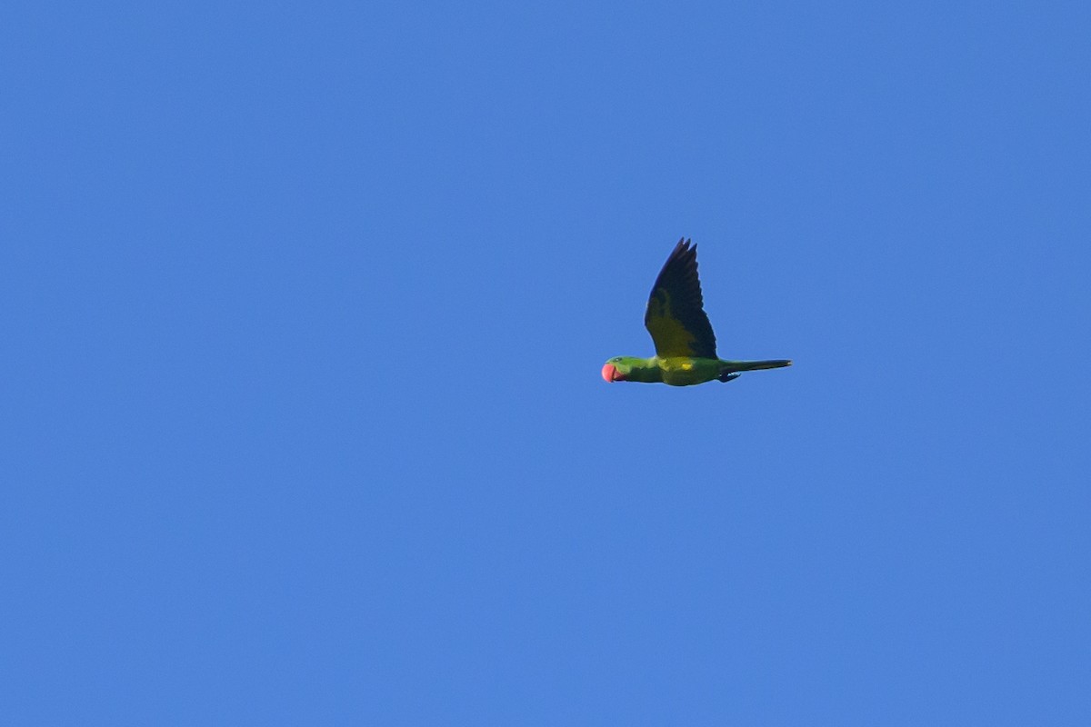 Great-billed Parrot - ML617364523