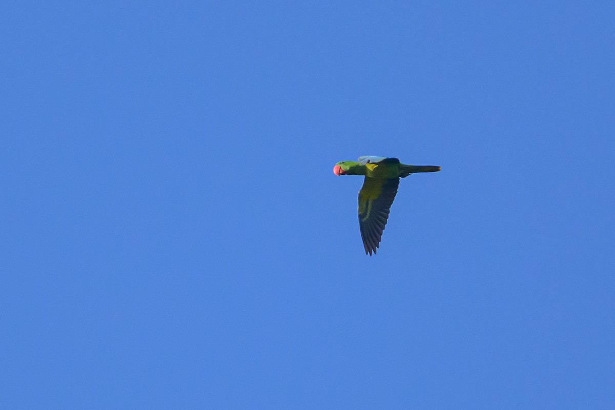 Great-billed Parrot - ML617364527